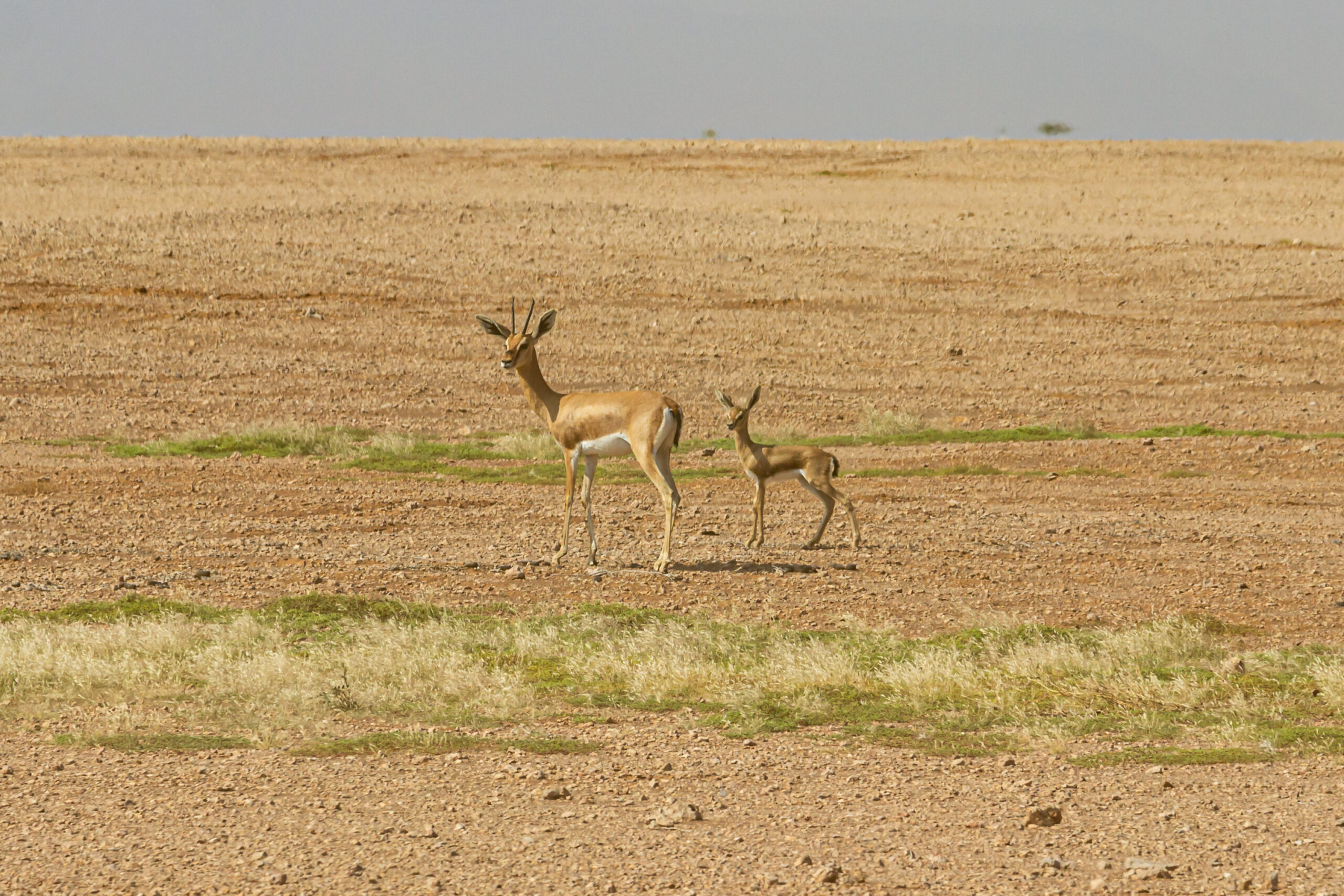 Beauty of wildlife by Camille Massida Photography